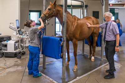 Dr. Simon Swift and a veterinary technician with the UF Veterinary Hospitals comfort Capone, a 15-year-old dressage horse from Mississippi. Capone came to UF for treatment of a cardiac arrhythmia. He received an echocardiogram, and subsequently, a successful medical procedure to return his heart to normal function. — © University of Florida, Photo by Louis Brems
