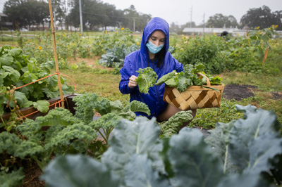 A Horticultural Sciences student works garden plots at UF’s teaching farm in October 2020. — © 2020 UF/IFAS Communications, Photo by Tyler Jones