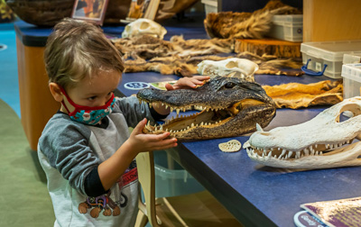 Florida Museum’s Tot Trot Nature Walks encourages families from the community to discover both insidethe museum and outside in the Natural Area Teaching Lab that Exploring Life on Earth is fun for all ages.  Here a young participant gets a close up look at an alligator skull in the museum’s Discovery Zone. — © Florida Museum of Natural History, Photo by Jeff Gage